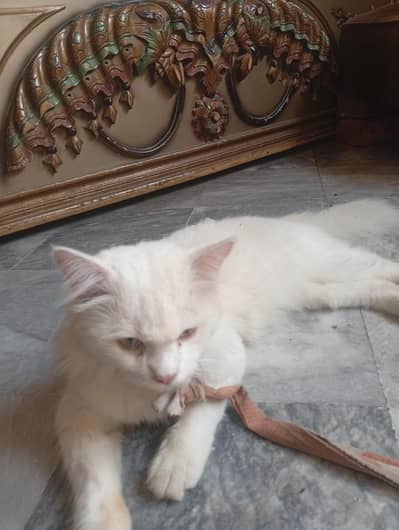 white color triple coat