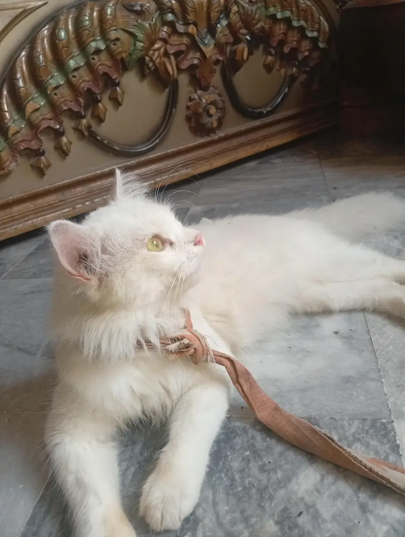 white color triple coat — photo 2
