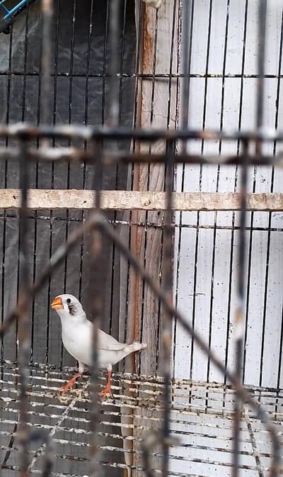 White cheek female