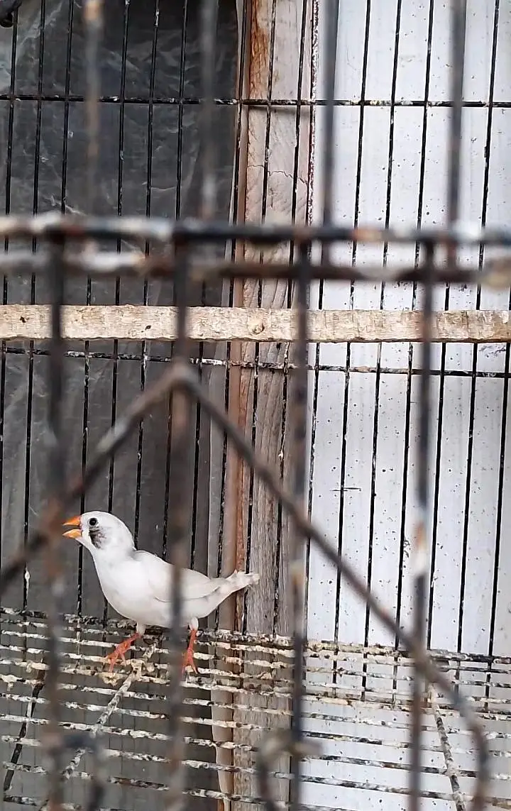 White cheek female — photo 2