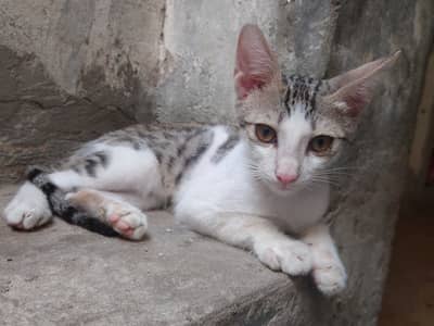 Adorable 3-Month-Old Kittens | Litter Trained