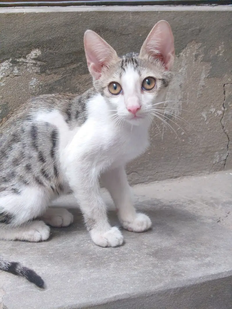Adorable 3-Month-Old Kittens | Litter Trained — photo 2