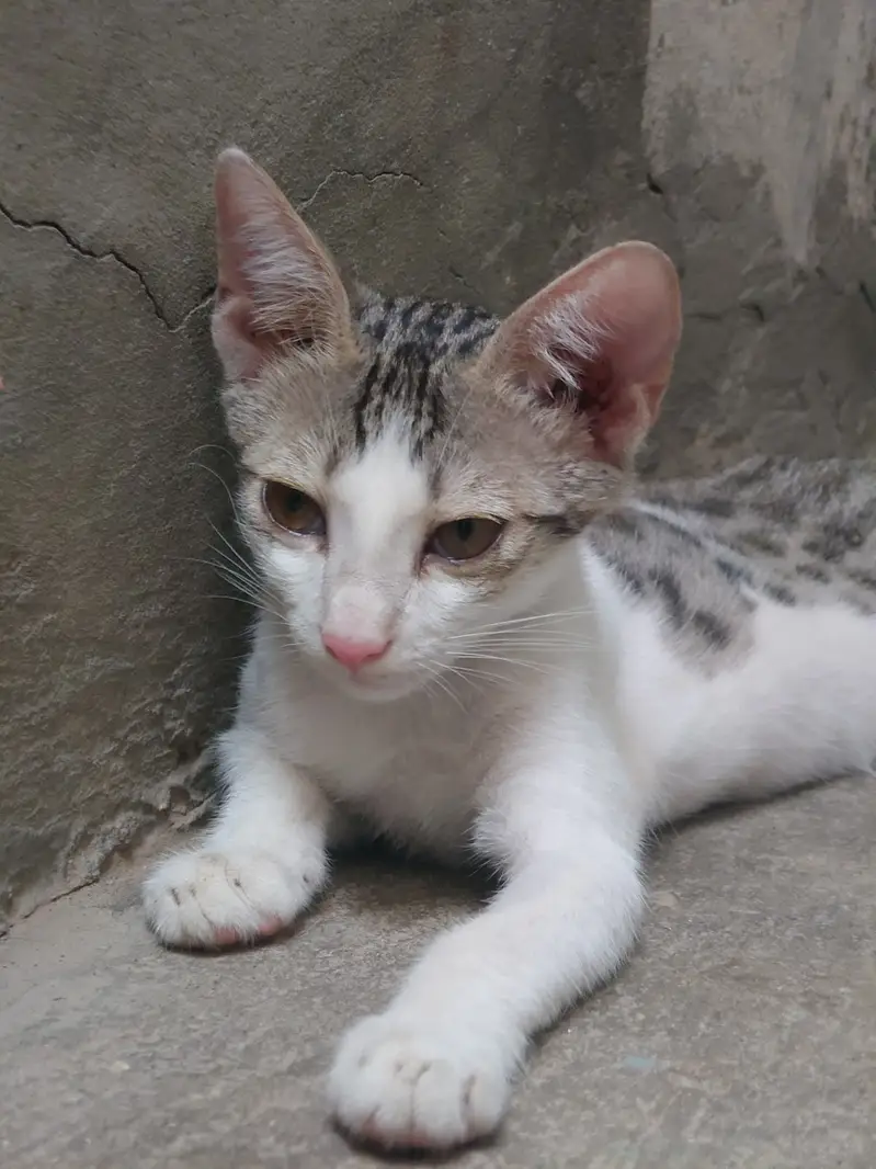 Adorable 3-Month-Old Kittens | Litter Trained — photo 3