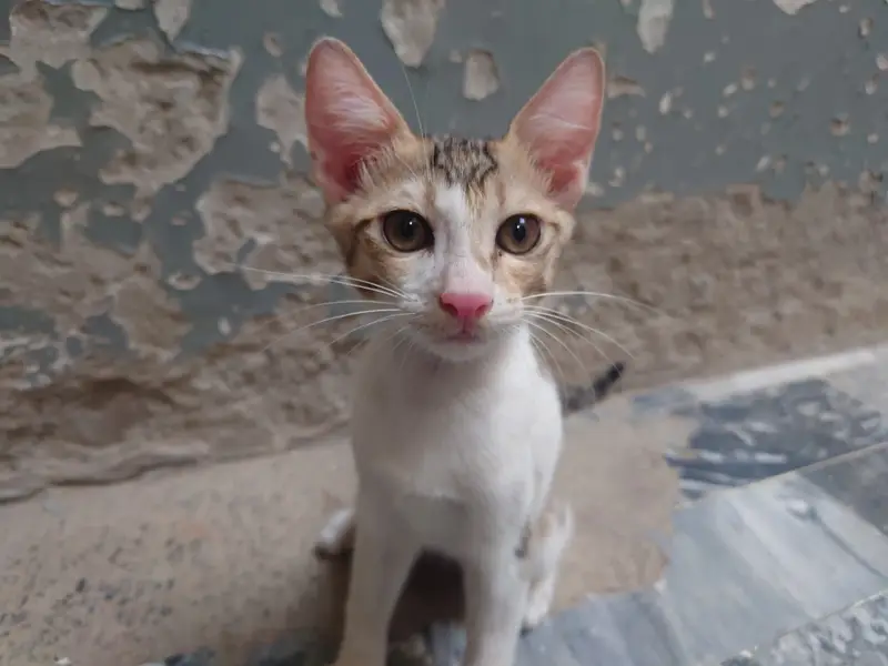 Adorable 3-Month-Old Kittens | Litter Trained — photo 4