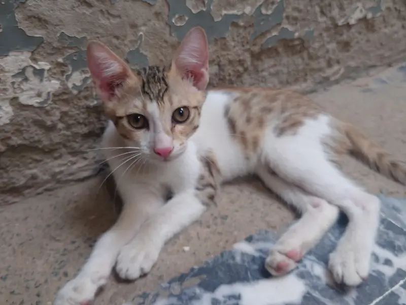 Adorable 3-Month-Old Kittens | Litter Trained — photo 5