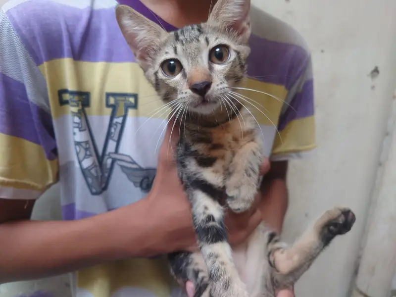 Adorable 3-Month-Old Kittens | Litter Trained — photo 6