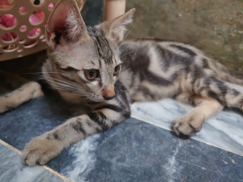 Adorable 3-Month-Old Kittens | Litter Trained — photo 7
