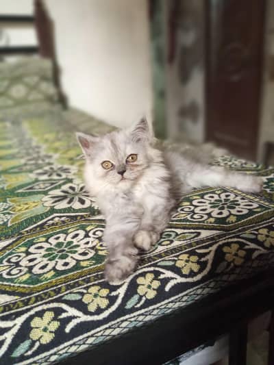 Persian Kitten Triple Coated Female for Sale