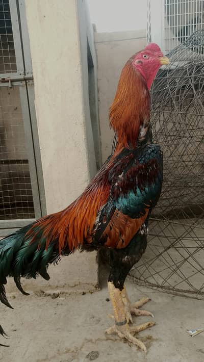 German shamo / Aseel / murga / chicks / hens / fancy / shamo / eggs