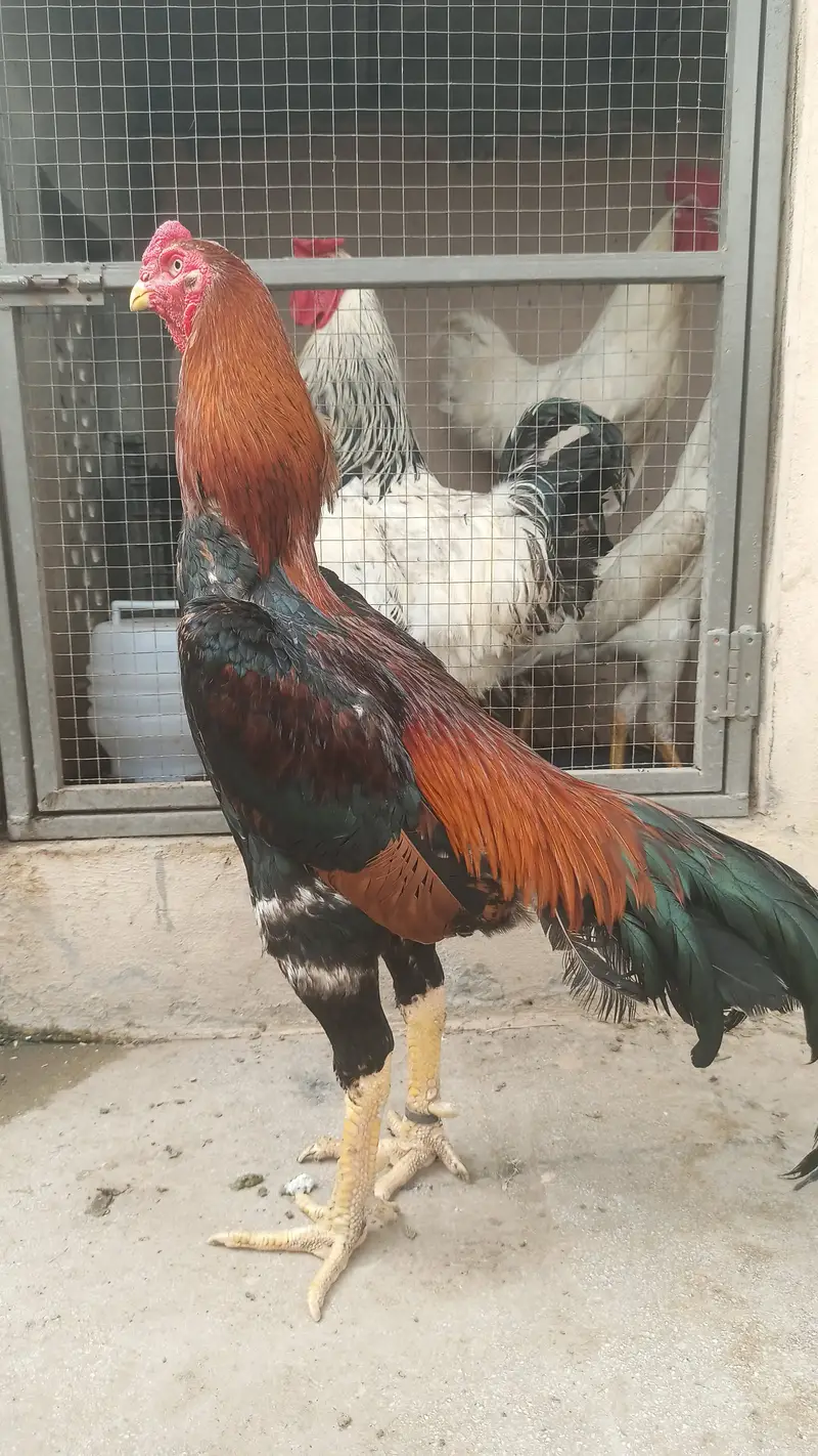 German shamo / Aseel / murga / chicks / hens / fancy / shamo / eggs — photo 2
