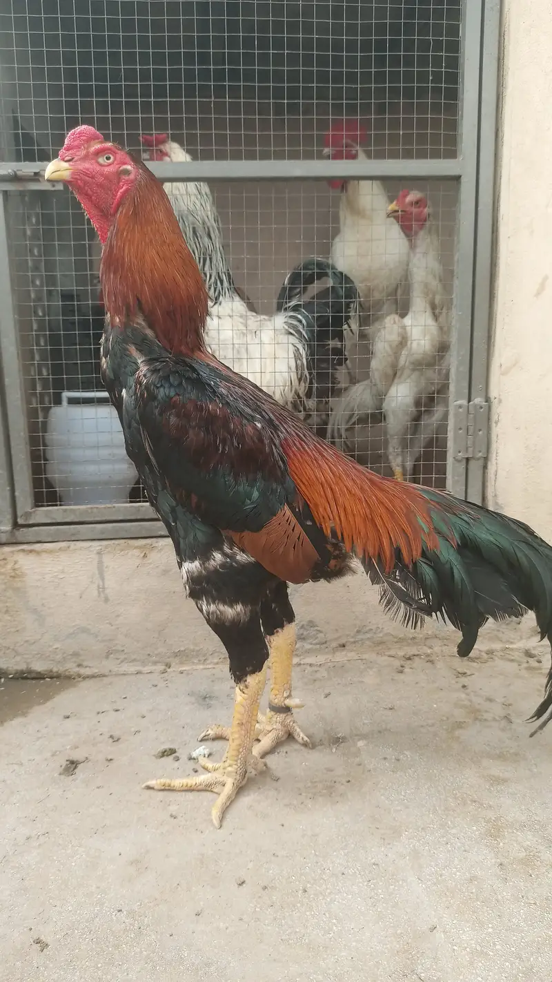 German shamo / Aseel / murga / chicks / hens / fancy / shamo / eggs — photo 3