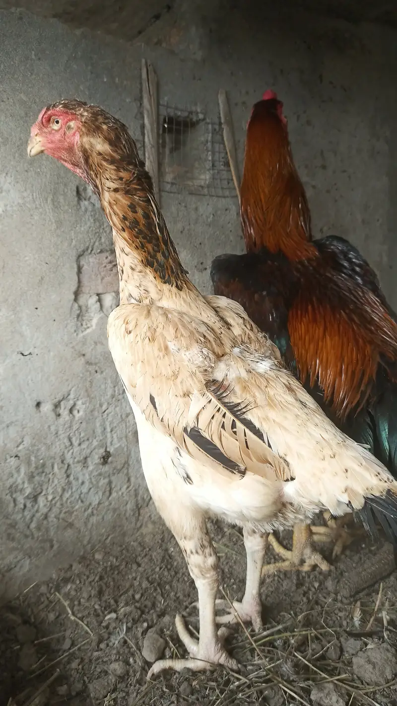 German shamo / Aseel / murga / chicks / hens / fancy / shamo / eggs — photo 4