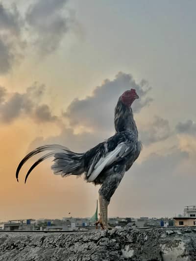 1.3 saal ka phatta slata