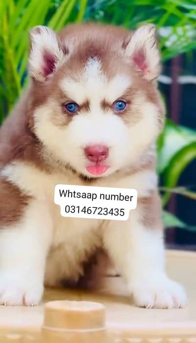 Siberian husky fore sale