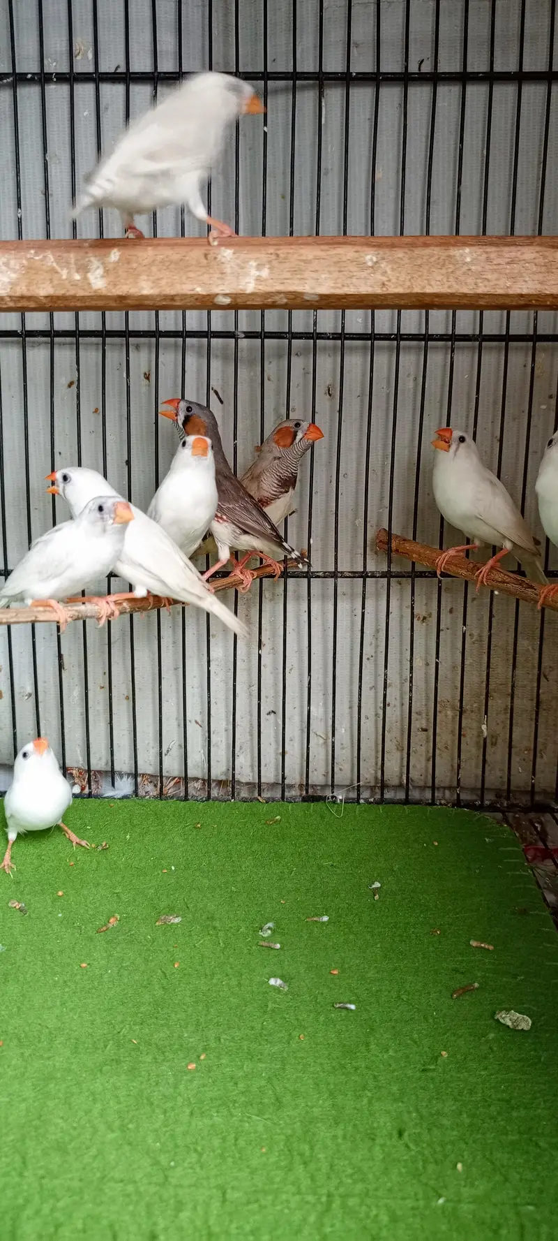 Beautiful Finches