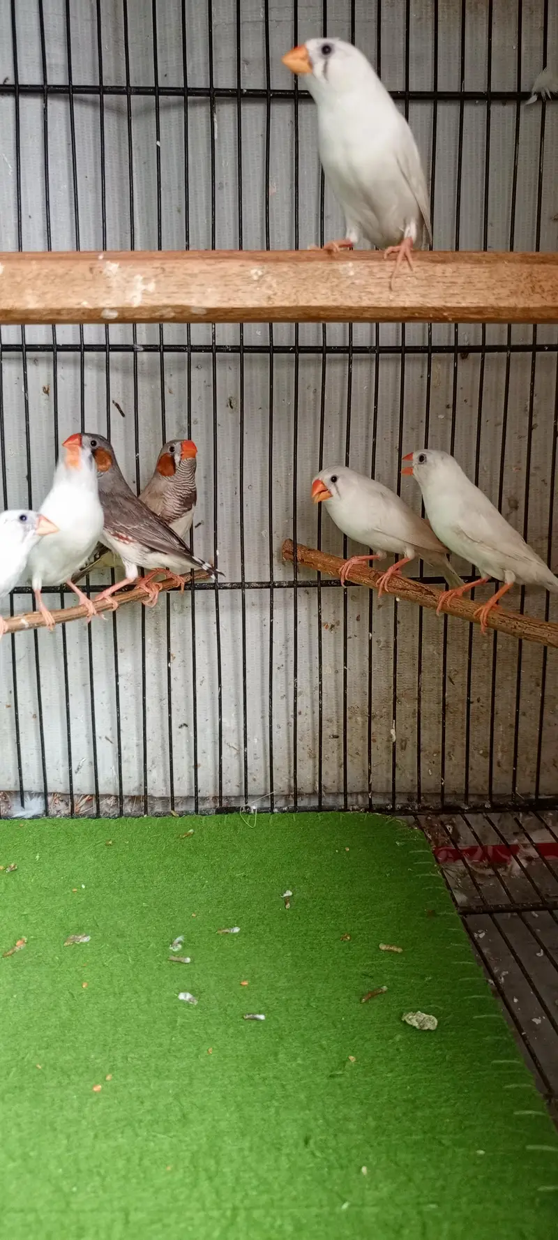 Beautiful Finches — photo 2