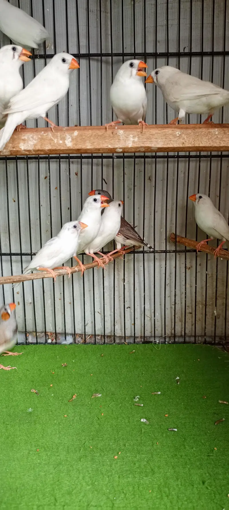 Beautiful Finches — photo 3