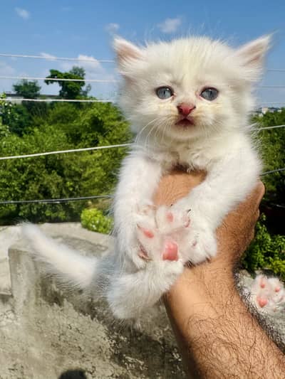 Persian kittens