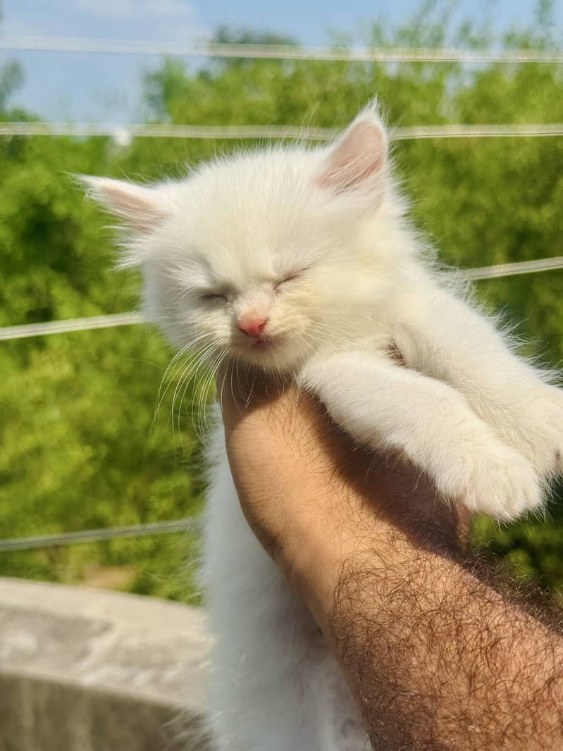 Persian kittens 1