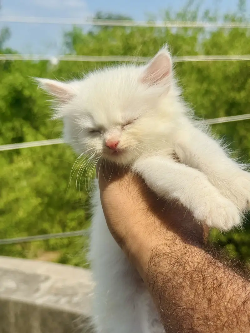 Persian kittens — photo 2