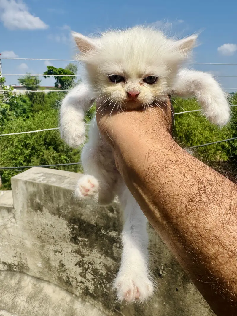 Persian kittens — photo 3