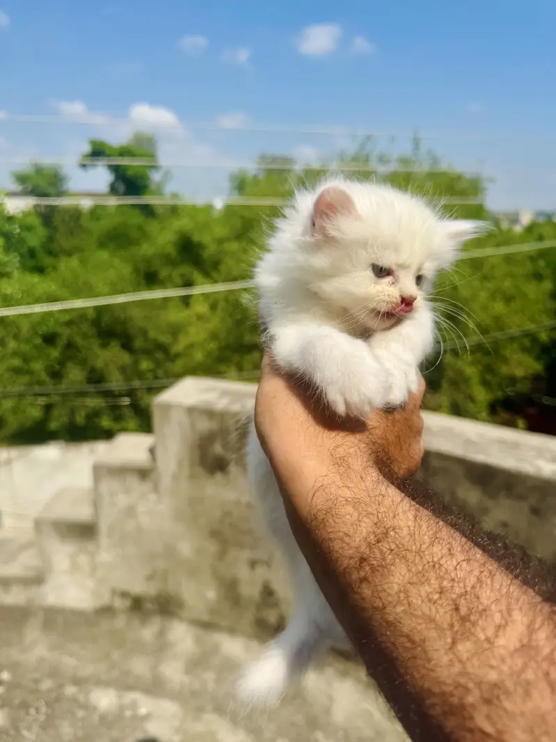 Persian kittens — photo 4