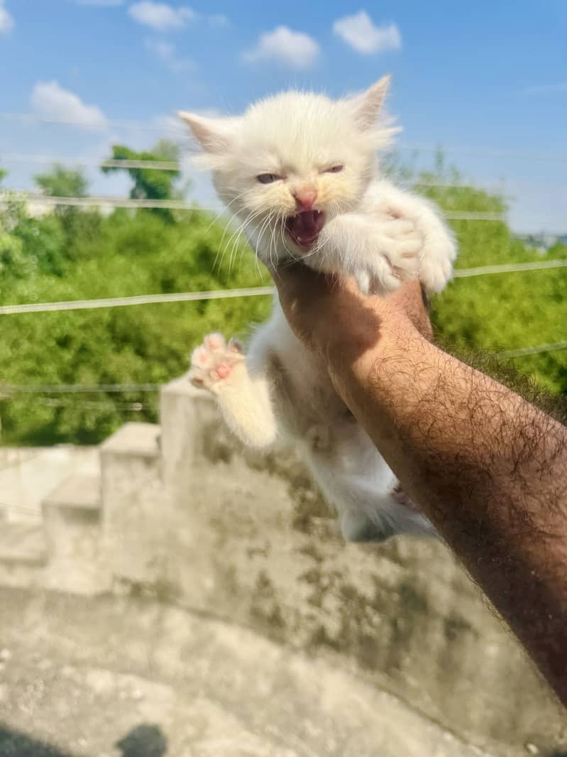 Persian kittens 4