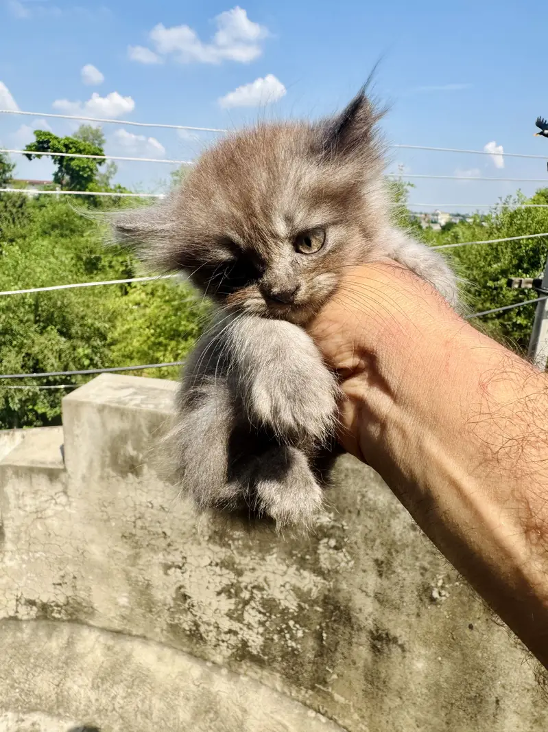 Persian kittens — photo 6