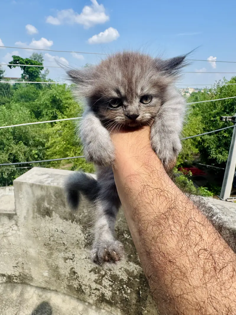 Persian kittens — photo 7