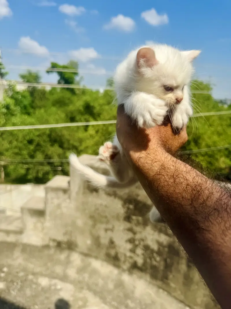 Persian kittens — photo 8