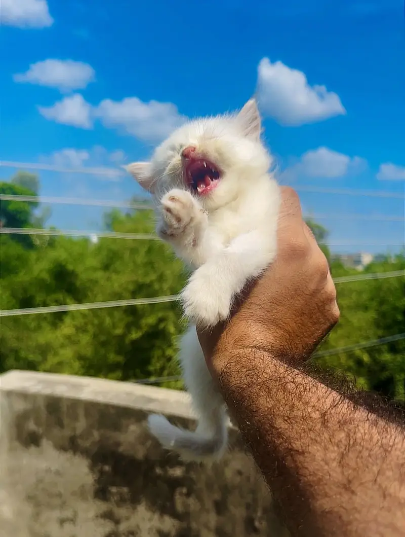 Persian kittens — photo 9