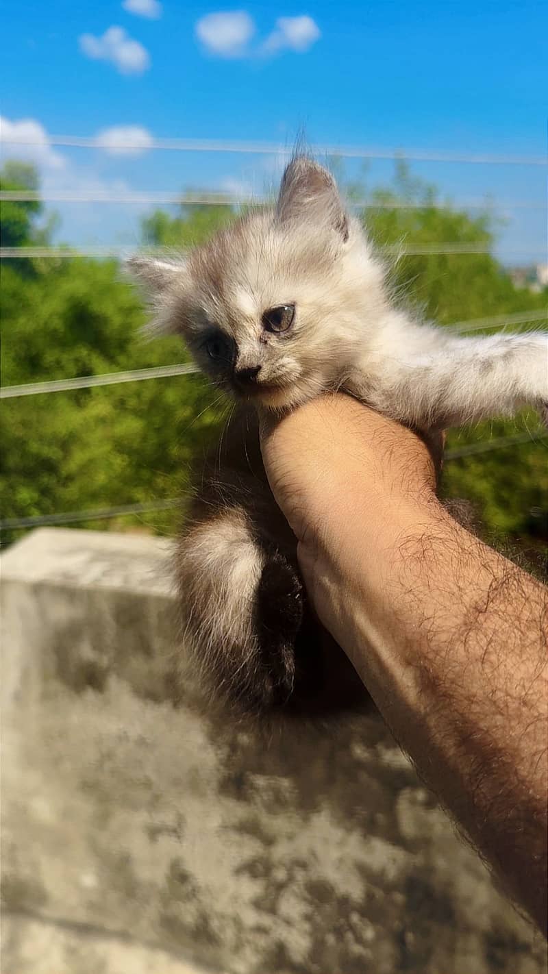 Persian kittens 9