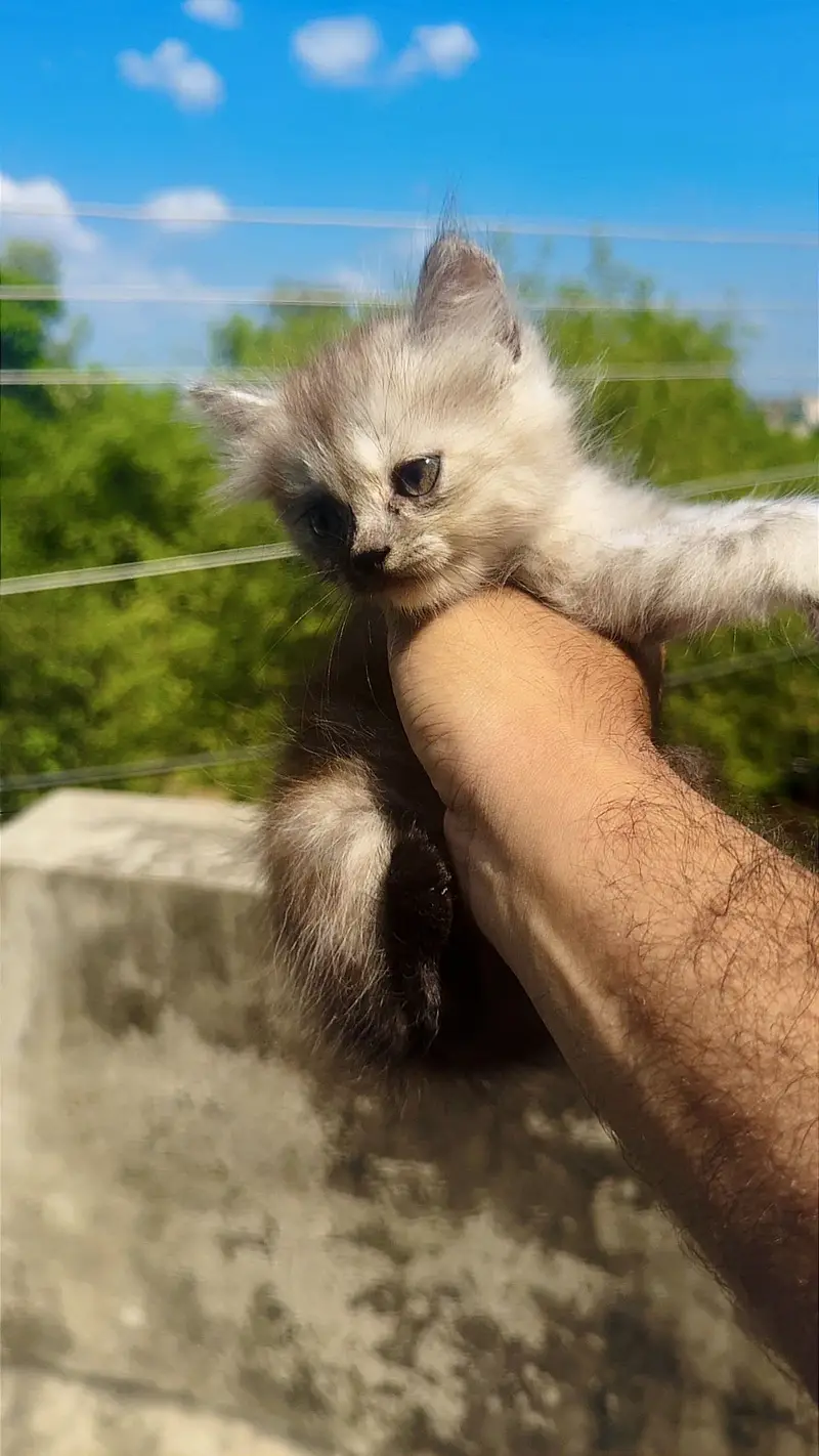Persian kittens — photo 10