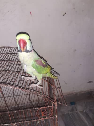Raw parrot For Sale