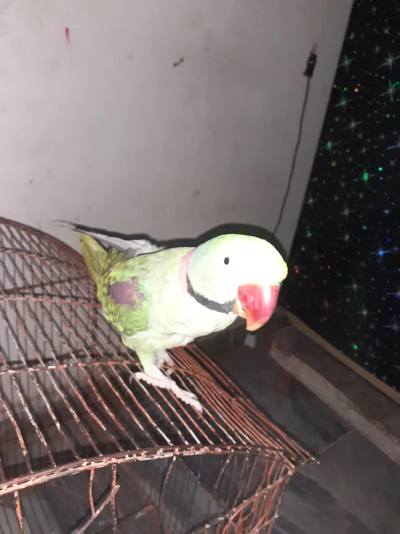 Raw parrot For Sale — photo 2