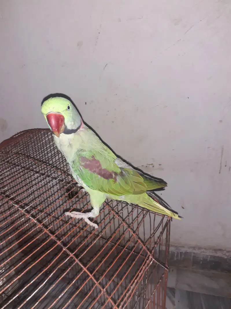 Raw parrot For Sale — photo 3