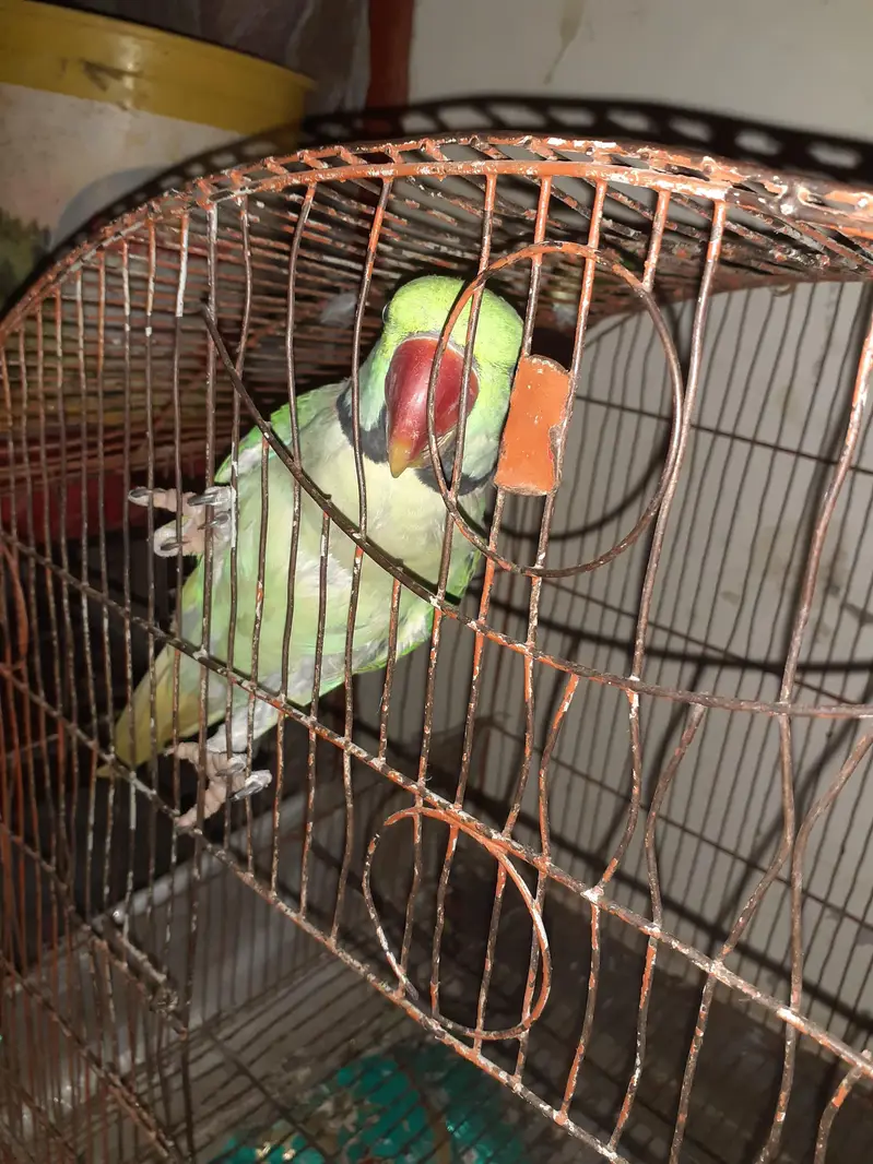 Raw parrot For Sale — photo 4