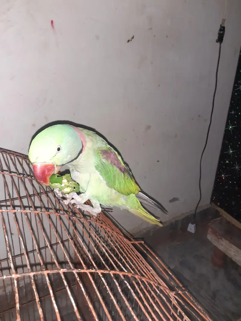 Raw parrot For Sale — photo 5
