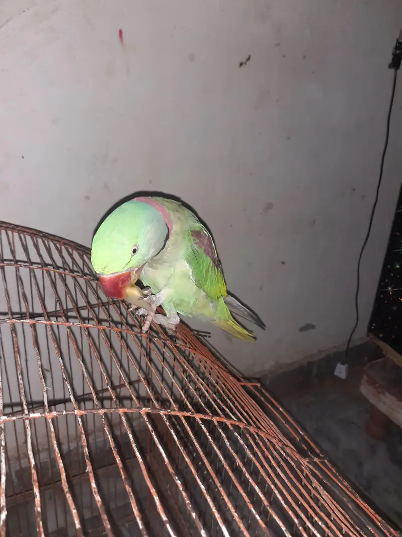 Raw parrot For Sale — photo 6