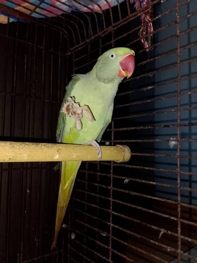green parrot female