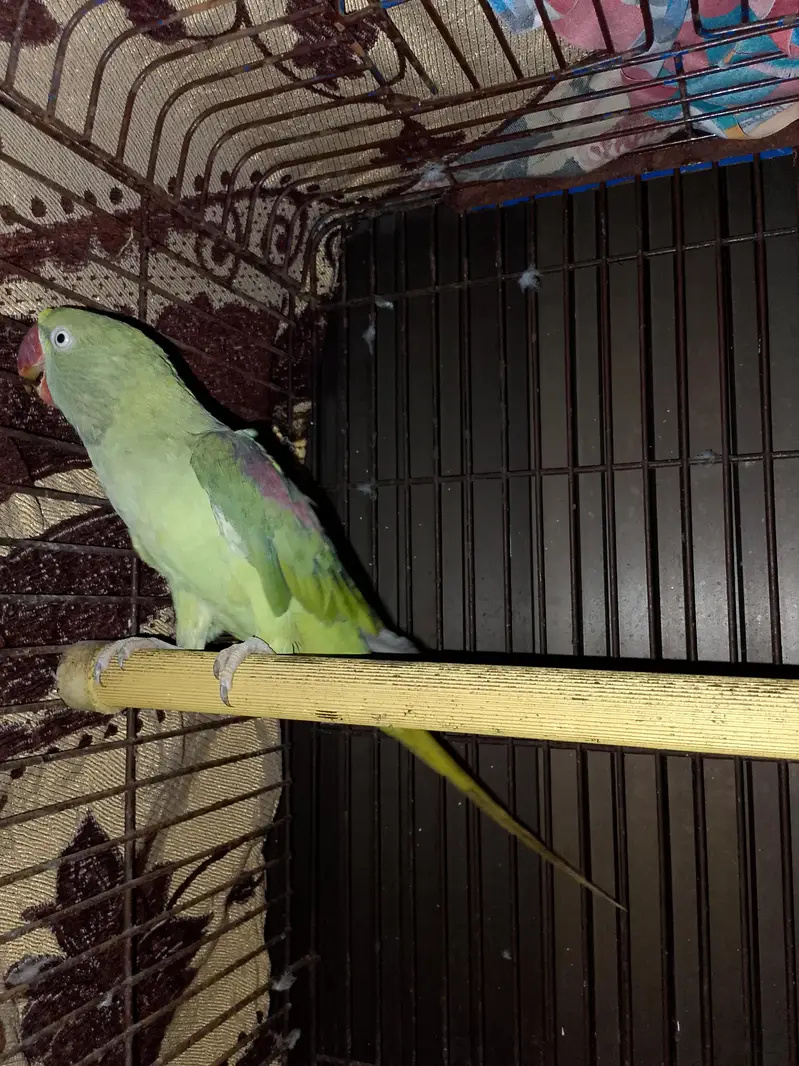 green parrot female — photo 2