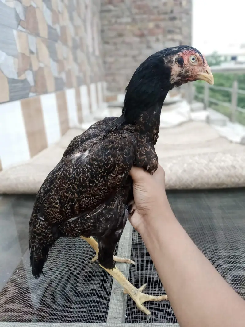 Maine aseel breed for sale — photo 7