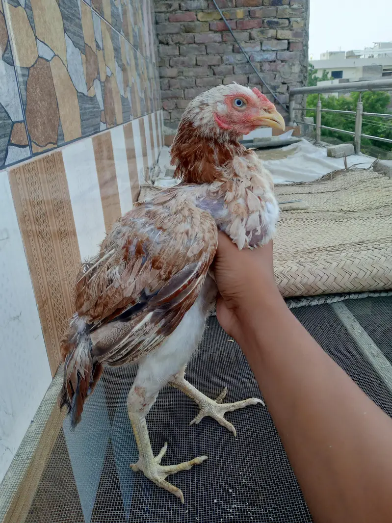Maine aseel breed for sale — photo 8