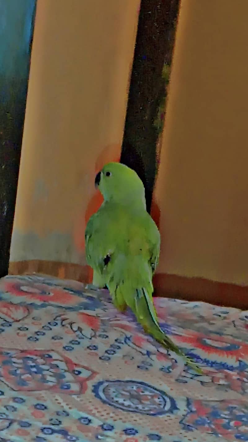 parrot  0
