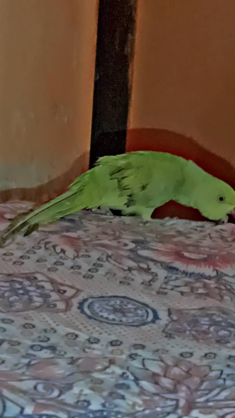 parrot  1