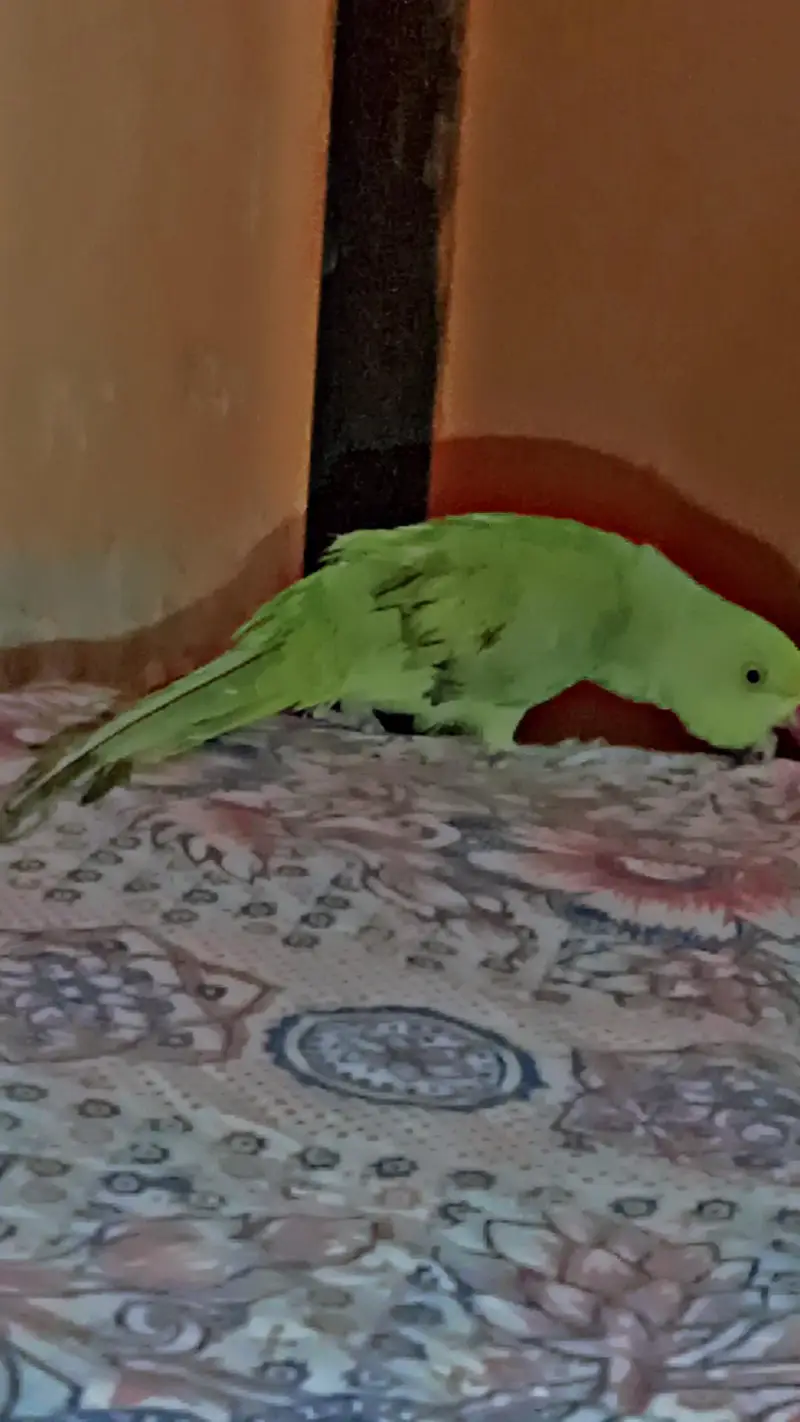 parrot  — photo 2