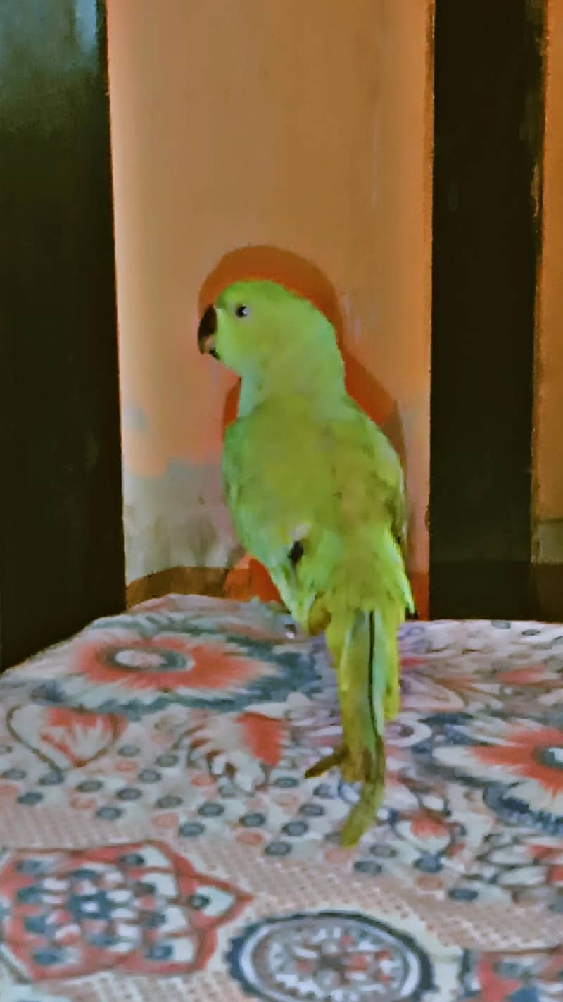 parrot  2