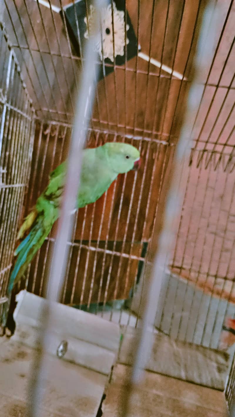 parrot  3
