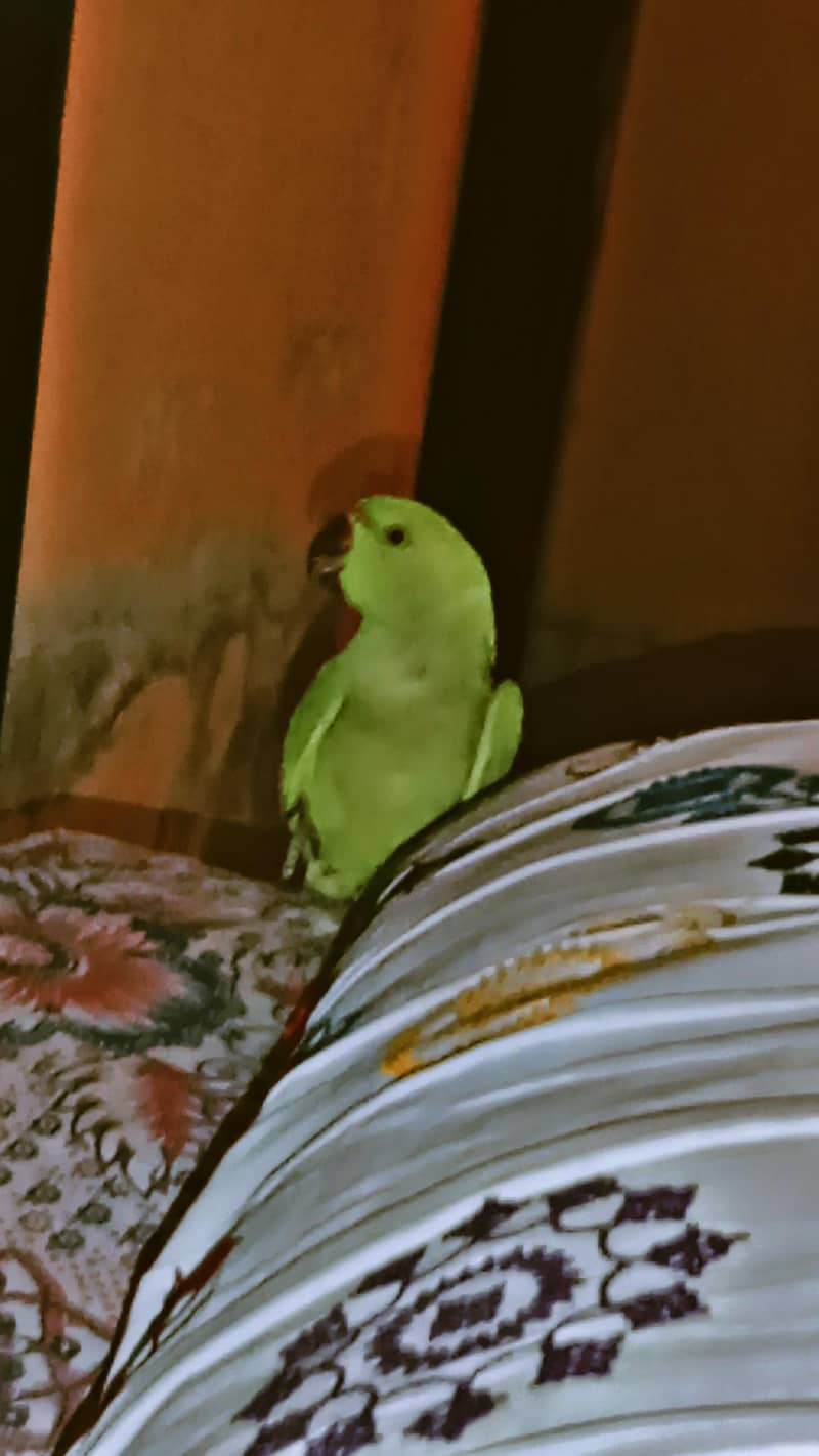 parrot  4