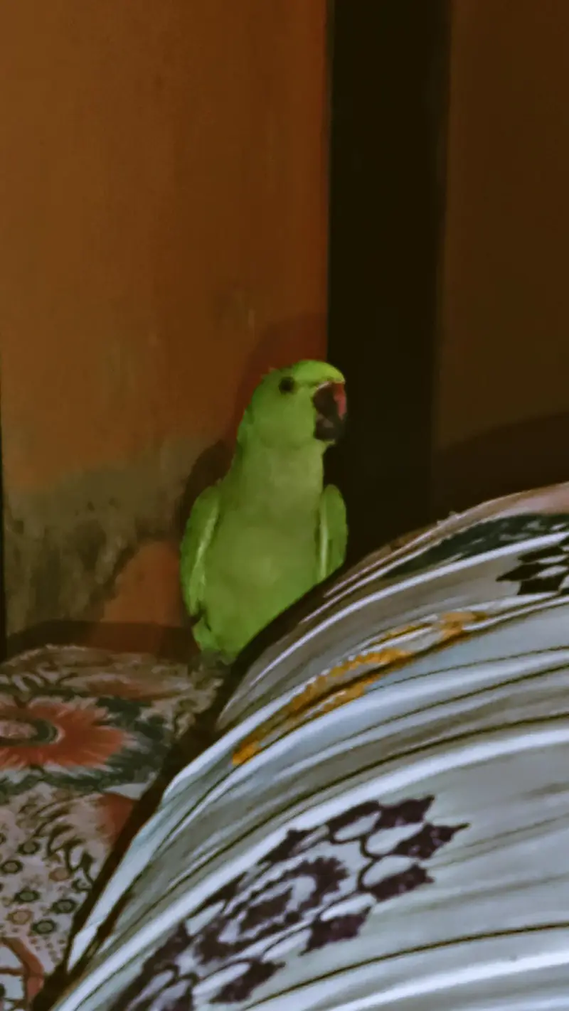 parrot  — photo 6